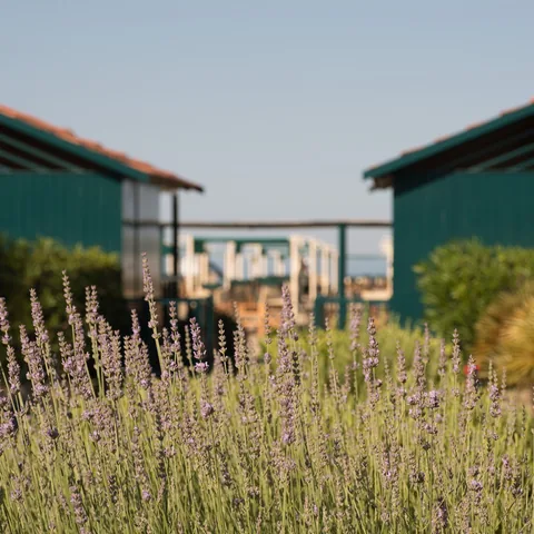 La lavanda in fiore davanti alle cabine